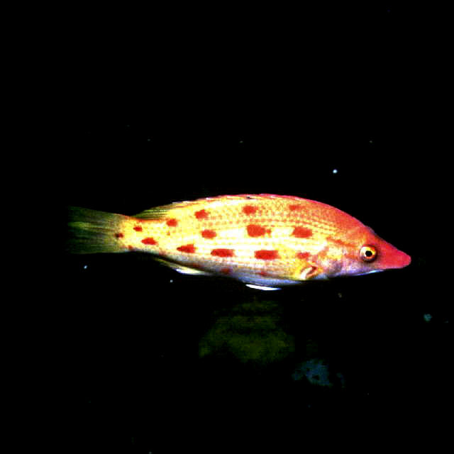 Bodianus oxycephalus